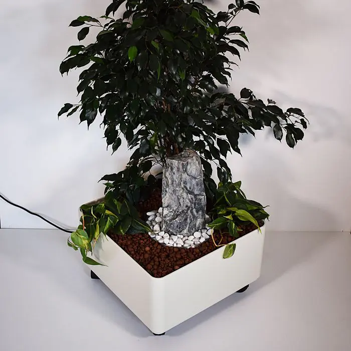 paperbark maple bonsai Paperbark Maple Bonsai Tree main image 0